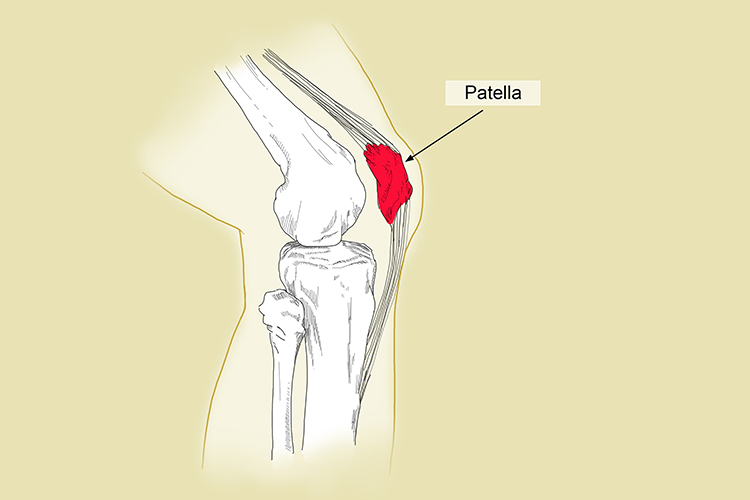 The patella or knee cap protects the knee and articulates with the femur